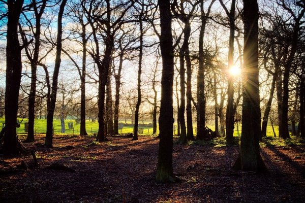 sunny-forest